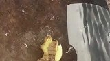 听说张小泉的刀不能拍蒜