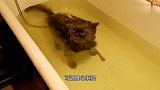 猫咪去浴缸泡澡，这家伙吓得都炸毛了，小模样真是让人哭笑不得！