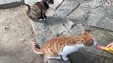 泰山上的仙猫，依山而生清净自在