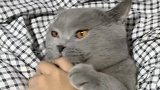 蓝猫不让主人摸它，主人一亮刀，这货立马怂了！