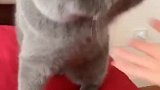 猫：大热天的，碰我干啥呢！