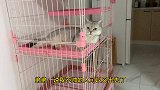猫咪自己跑到笼子里待着，摆出猛男pose：你看我好帅