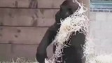 猩猩爸爸带娃能有多敷衍，最后这一下纸屑浇头也太像人了吧