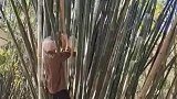 80白发老人上演绝技，无保护直接爬上竹子