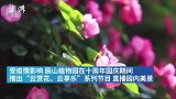 上海辰山植物园十周年，“云赏花”景色依旧