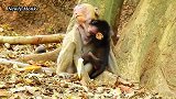 善良的小母猴收留了被猴妈抛弃的小猴，接下来的画面真是让人难受