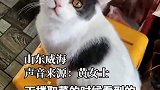 主人不在家，猫咪离家出走