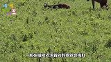 一只野牛需要吃野草补充体力，可它遇到了鬣狗，为鬣狗补充了体力