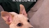 一只有听力障碍的狗狗