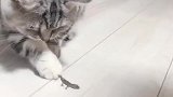 猫：你快跑啊，我给你逃命的机会呢！