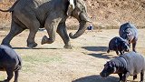 河马妈妈为了保护孩子，甘愿被大象打！镜头拍下感人肺腑的一幕