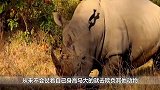被困泥潭里的犀牛被三只狮子围攻，结局却让人意外！