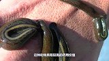 硫酸到底有多厉害？老外将水蛭放进去，下一秒尴尬了！