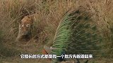 老虎准备伏击2头野猪，下一秒尴尬了，野猪：这怕不是个傻子吧？