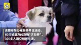 60汪星人喵星人被弃，卖萌求包养