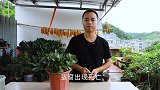 修剪长寿花，2个细节要做好，否则长芽少还黑腐
