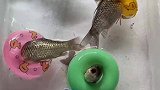 怕鱼淹死，我都给它们用上了泳圈