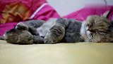 猫咪睡觉小爪子在抖，是不是做梦了呀
