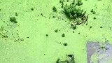 给鸭子吃点素，捞起水藻给它们