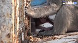 猴宝不停歇的喝奶，猴妈只好揪它的脑瓜皮