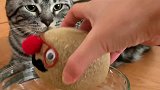 种这个猫草娃娃也太快乐了