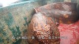 渔民出海捕到“龙鱼”，十分罕见，同伴：龙你个大头鬼，不要命了