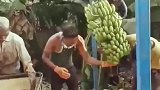 外国小哥把摘香蕉玩出了新高度