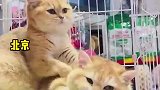 萌化了,两只猫咪互相按摩，画面超治愈