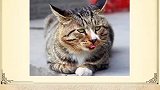 爱猫人士必看的猫咪知识，颠覆你三观