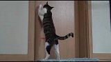 主人去卫生间，猫咪在外面又挠门又扒窗户，猫你瞒着我干啥呢