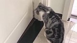猫：快开门，我要进来，不然我发毛了！