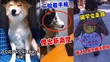 搞笑动物：二狗子厉害了，倒立吃狗粮属你最强