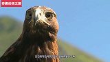 金雕想要捕食大山羊，结果却被山羊弄成重伤，镜头拍下全过程！