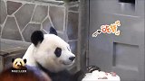 可爱的熊猫旦旦伸出小黑手去拿冰蛋糕上的水果，游客纷纷拍照记录