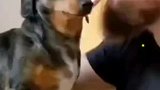 主人突然亲了狗狗一下，狗狗下意识反应太暖了