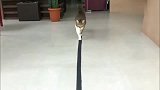莫非猫都有强迫症