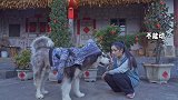 农村长大的阿拉斯加犬，主人对它宠爱有加，它无忧无虑像个小孩！