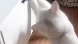 猫：咋回事，这抽屉咋还打不开了！