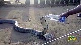 男子不惧怕毒蛇竟亲自喂其喝水