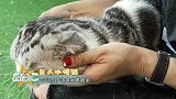 猫咪毛发护理小知识，你学会了吗