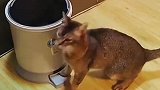 有一只会帮你打开垃圾桶的猫猫是怎样的体验