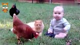 小鸡趁宝宝不注意抢走他的东西，接下来宝宝的反应，看完不许笑