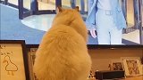 布偶猫也喜欢看电视剧，陪着主人一起骂渣男