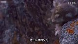 极为罕见的黑雁跳崖被摄像机完整的记录下来。赶快来一睹为快