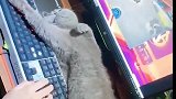 猫：主人你玩你的游戏，我睡我的觉！