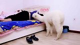 和羊驼睡在同一个房间会发生什么？