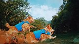 抓住夏天的尾巴！！！一起去玩水吧！！萌宠出道计划 金毛 柯基