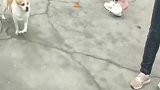 刚从医院打石膏回来，就被路过的狗子被模仿了，你说气人不！