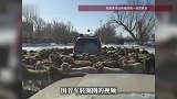 全网笑翻！新疆一路口羊群围着车转圈圈，车主老老实实不敢动，网友：游戏不结束不准走