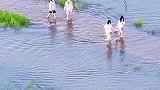 芜湖大量鲫鱼被搁浅在草滩